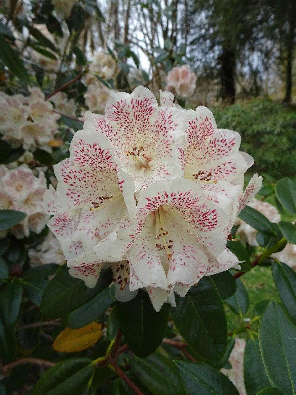'Hille'